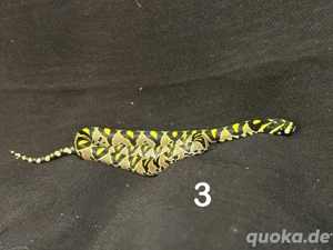 Euprepiophis mandarinus 0.1