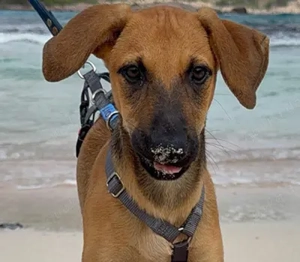 Lio - ein Hundebaby von 7, aus einer der Tötungsstationen von Mallorca.