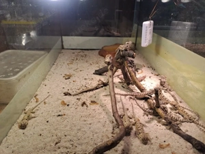 Bartagamen Jungtiere (Schlupftermin: 22.09.2025) zu verkaufen. 