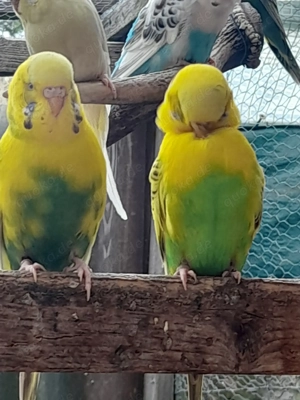 Verkaufe schöne Wellensittiche