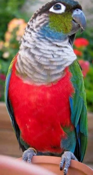 Rotbauchsittich  Green-cheeked