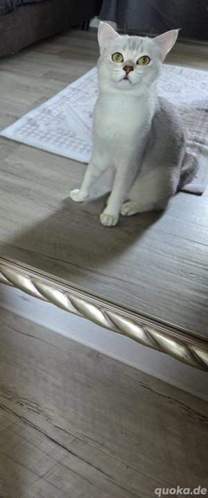 Deckkater Britisch Kurzhaar   Silber Shaded  2 Jahre  Bild 6
