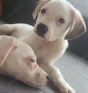 Deutsche Bracke-Jackrussel-Chihuahua-Bulldogge-Mix - wird ca. 30-35 cm ausgewachsen Bild 6