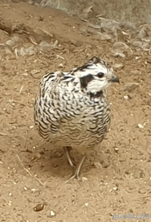 Virginia Baumwachteln 