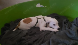Deutsche Bracke-Jackrussel-Chihuahua-Bulldogge-Mix - wird ca. 30-35 cm ausgewachsen Bild 7