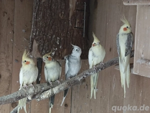 Nymphensittiche Bild 5