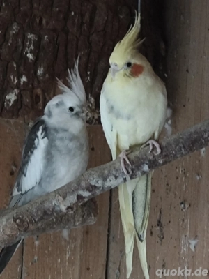 Nymphensittiche Bild 4