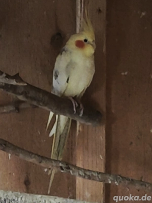 Nymphensittiche Bild 2