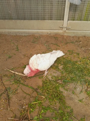 Rosakakadu in Lutino zu Verkaufen