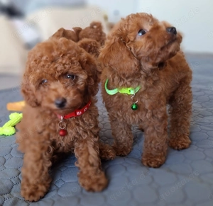 Toypudel Welpen Stammbaum