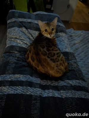 bengal katze 