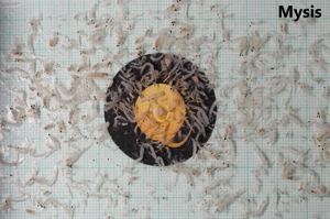 Frostfutter Fischfutter Futter Aquarium Zierfische Artemia Bild 2