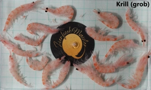 Frostfutter Fischfutter Futter Aquarium Zierfische Artemia Bild 3