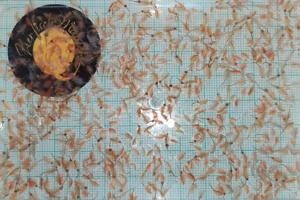 Frostfutter Fischfutter Futter Aquarium Zierfische Artemia