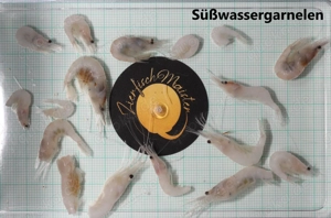 Frostfutter Fischfutter Futter Aquarium Zierfische Artemia Bild 7