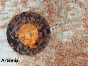 Frostfutter Fischfutter Futter Aquarium Zierfische Artemia Bild 5