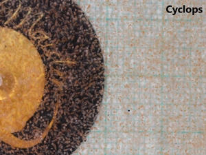 Frostfutter Fischfutter Futter Aquarium Zierfische Artemia Bild 4