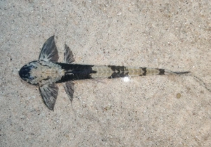 Loricaria simillima - Maulbrütender Hexenwels - Fisch - Aquarium