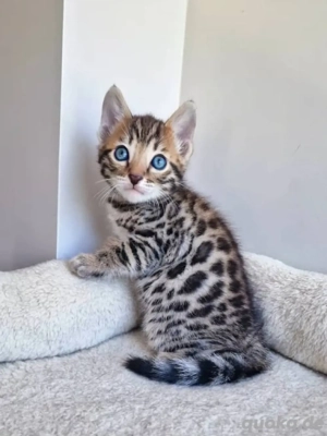 Wir haben Bengal-Kätzchen zu verkaufen