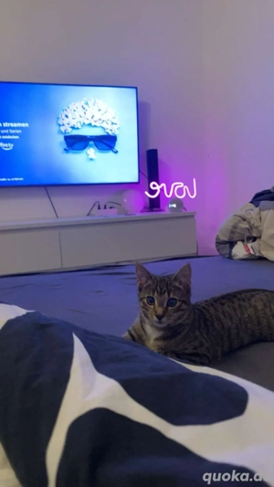 zwei weibliche katzen