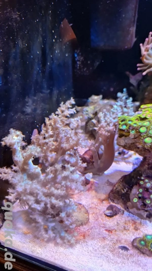 Meerwasser Koralle Weichkoralle 