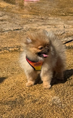 Pomeranian Hündin Sani 8 Monate jung   sucht liebevolles Zuhause