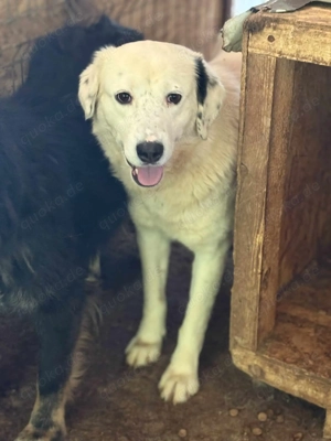 Moonlight ca. 45 cm   die Hübsche