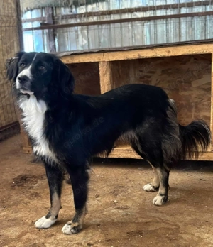 Liesbeth ca. 45 cm   die ungleiche Schwester