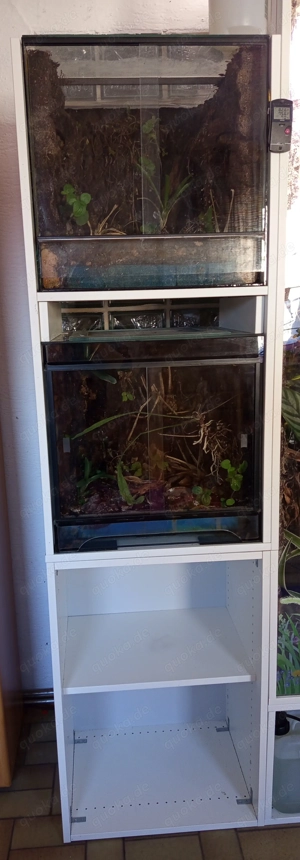 Terrarium, 2 Terrarien, Frösche, Dendrobaten 