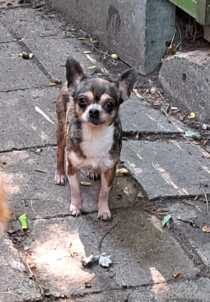 Wir suchen ein liebevolles zu Hause 