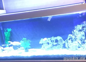 Aquarium 1,80 lang X 70cm hoch x 70 cm tief. 