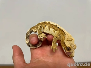 Kronengecko - Correlophus ciliatus