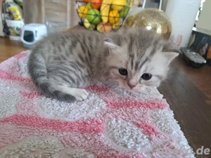 Verkaufe britisch kurzhaar tabby kitten 