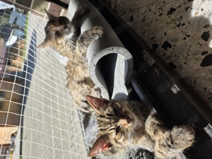 Ich verkaufe meine Katzen 