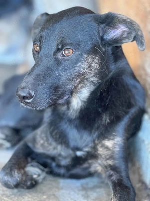 Dexter E ca. 45 cm   gibt nicht auf