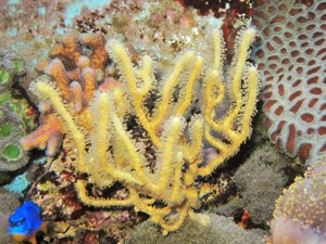 Korallenableger- Meerwasser- Hornkoralle Isis hippuris