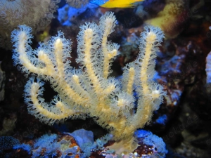 Korallenableger- Meerwasser- Hornkoralle Isis hippuris