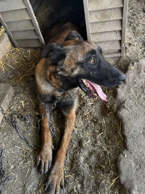 Vincent ca. 57 cm   der Abenteuerlustige