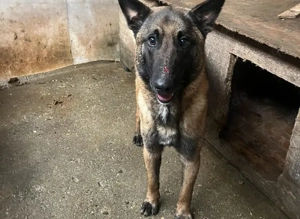 Malinois-Fans aufgepasst, hier kommt Maurice! Bild 2