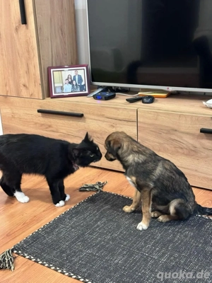 Lustiger Welpe Anselm kennt Haus, Hund, Samtpfote