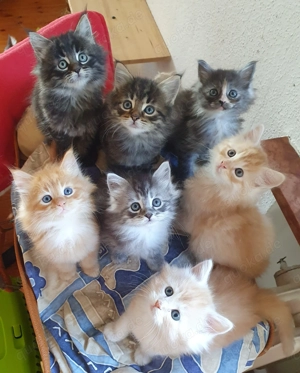 Reinrassige Sibirische Waldkatzen Kitten, Sibirische Katze, Waldkatze, Sibirische Waldkatze