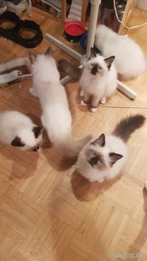 Reinrassige Birma-Kitten   abholbereit