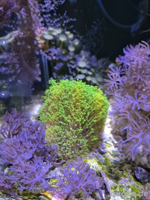 Meerwasser Korallen  Bild 3