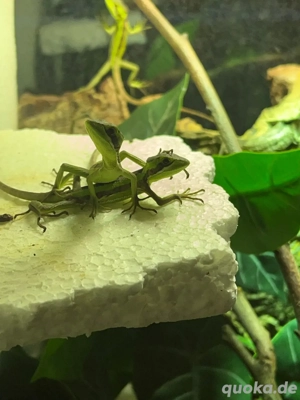 Kronenbasilisken Nachzucht
