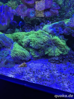 Meerwasser Korallen  Bild 2