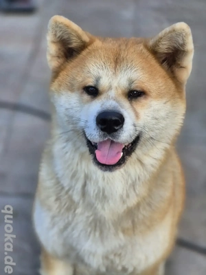 Akita Inu Welpen 