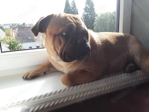 biete  meine engländische bulldogge mix zum decken an,kein verkauf!! IST EIN SEHR SCHÖNER HUND!