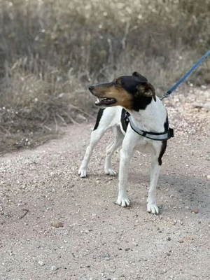 Charmante Hundedame sucht Endzuhause Bild 3