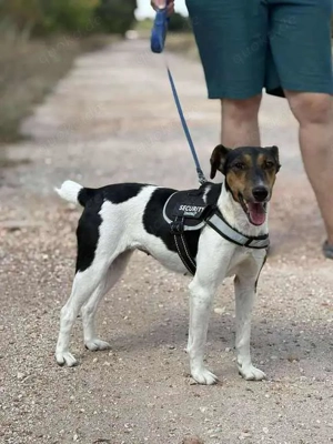 Charmante Hundedame sucht Endzuhause