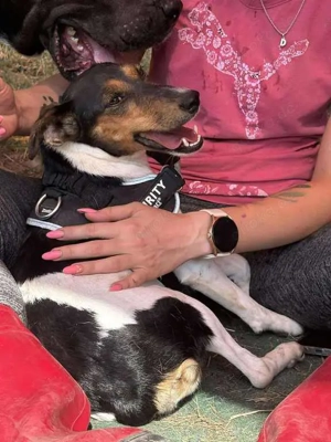 Charmante Hundedame sucht Endzuhause Bild 2